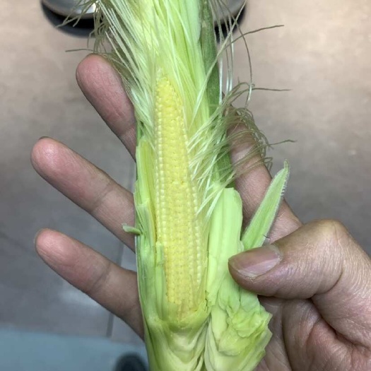 姚安县玉米笋甜脆玉米