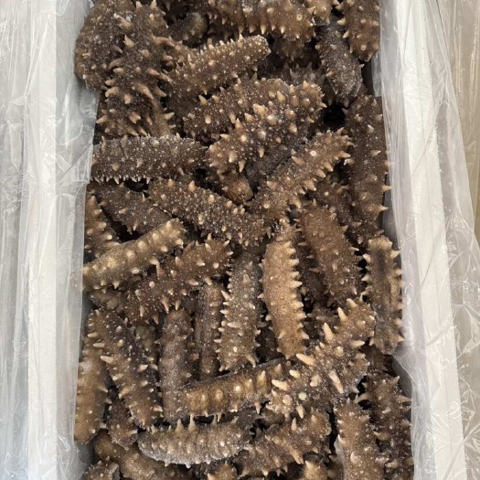 大连大连即食海参口感厚实有嚼劲真空独立包装大个头5-8根每斤