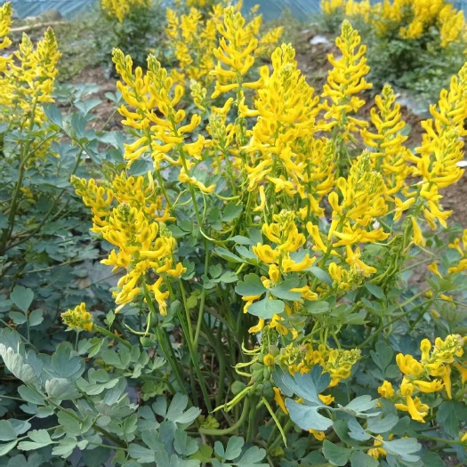 凤山县岩黄连精品干货，无硫自然风干，产地直销