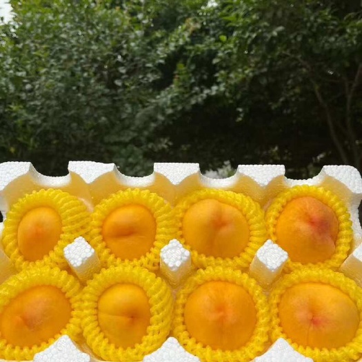 随州湖北随州精品黄金蜜桃 每颗3至4两果径70mm以上 新鲜现摘