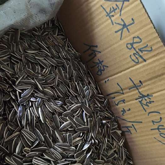 大厂县金禾8号 新疆货千粒240 河北廊坊发货