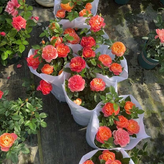 杭州杭州萧山优质欧月月季苗木基地直销花草花卉