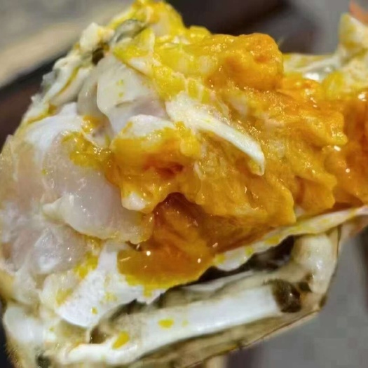 【自助餐饮专用】六月黄蟹 1两公 高品质低价格 大量批发
