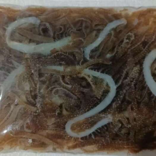 石家庄黑千层高品质低价位