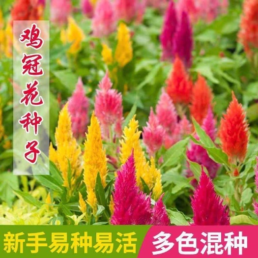 苏州鸡冠花种子混装彩色凤尾冠状鸡公花多彩易活庭院盆栽园林景观花卉