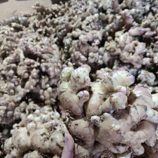 广西农户自己种植大肉姜   姜黄  价格合理实惠