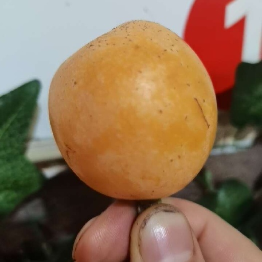 仁寿县文宫大五星枇杷