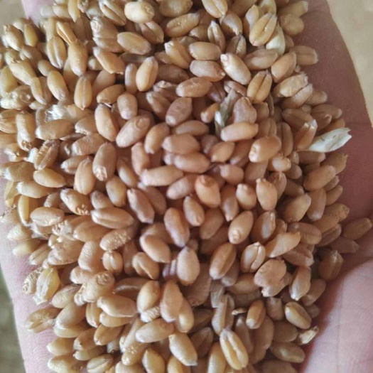 自然干小麦，水分13