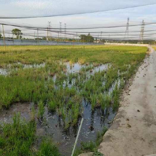 上海生态养殖稻田蛙 田鸡 非牛蛙