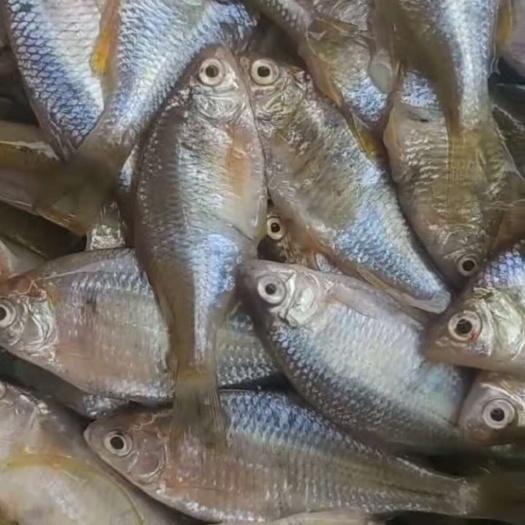 鳑鲏鱼