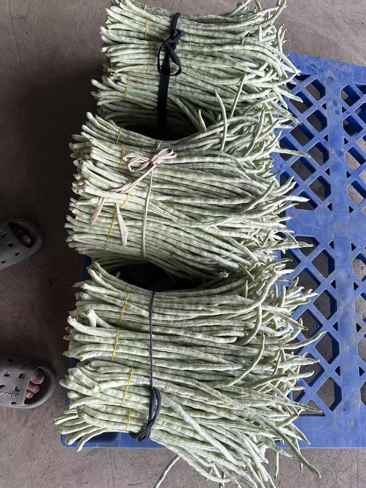 白豆大量上市！！！