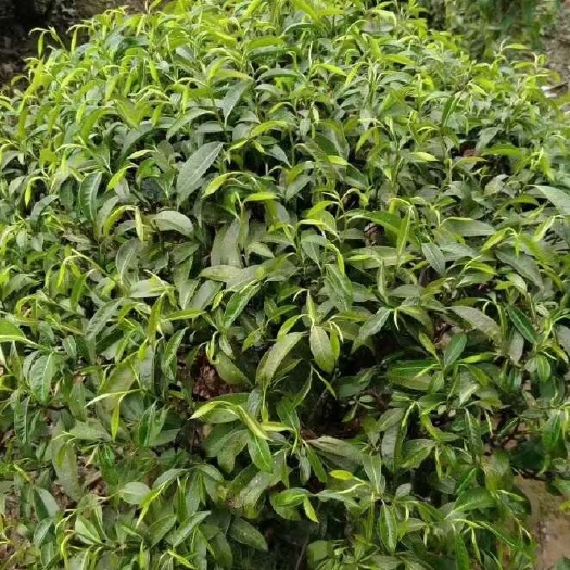 平乐县石崖茶生茶叶