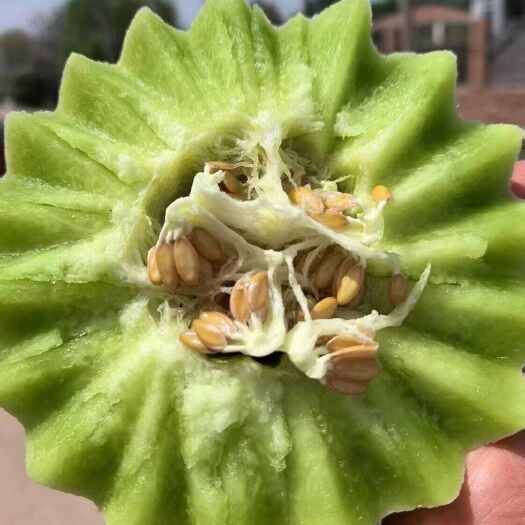 南京山东莘县玉菇甜瓜产地直发