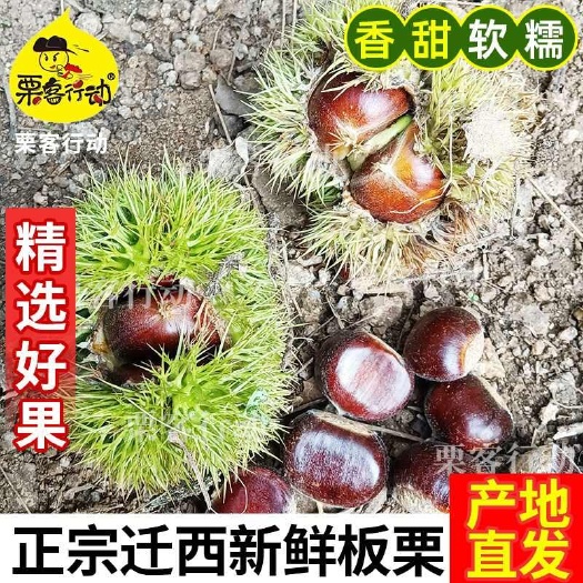 2024年栗客行动 迁西生板栗生栗子燕山油栗子新鲜板栗生新鲜