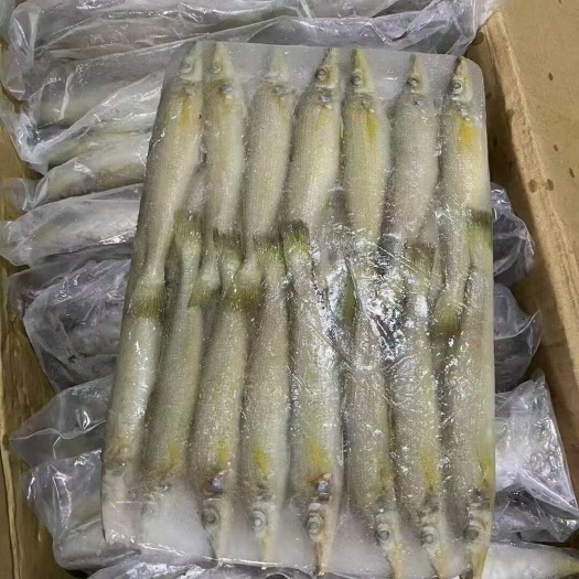 北海沙尖鱼沙占鱼沙丁鱼海鲜海鱼