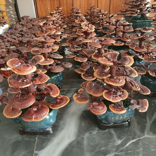 观赏灵芝盆景，活体嫁接，粘接灵芝盆景，赤灵芝。