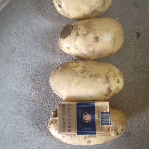 荆州土豆