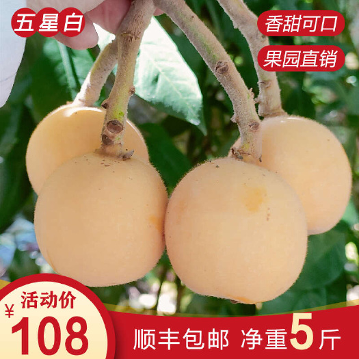 福建莆田白梨枇杷新鲜大果5斤装顺丰包邮应季送礼水果