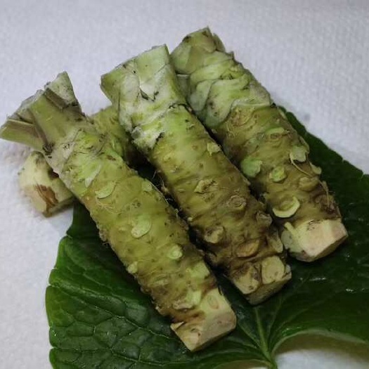 保山新鲜优质云南山葵150克3-5根刺生日料佐料烤肉山葵