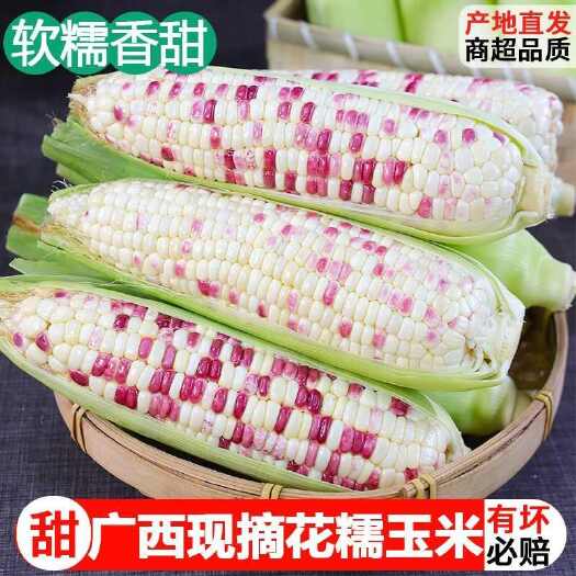 5斤产地直发】新鲜带壳花糯玉米广西五彩甜糯玉米棒子黏粘苞谷非