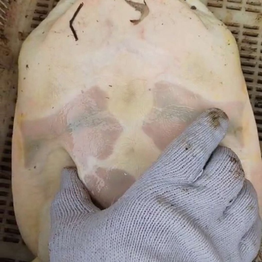 自己抓的甲鱼