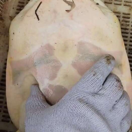临泉县自己抓的甲鱼