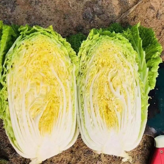 南通白菜，大白菜