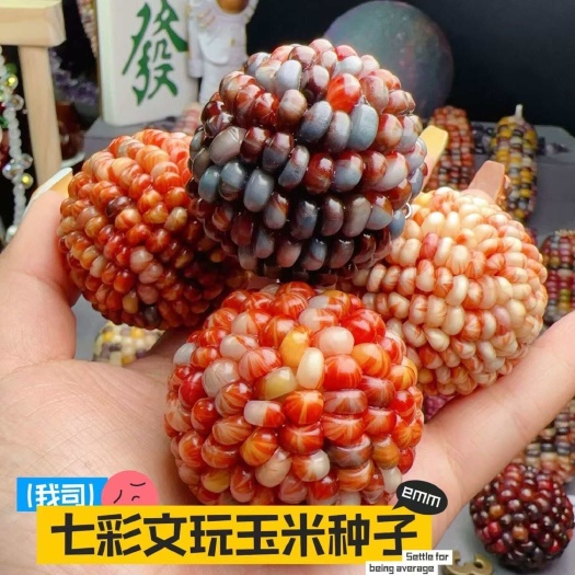 邵东市七彩琉璃玉米种子七彩玉米文玩宝石玉米观赏玉米种籽混色玉米种子