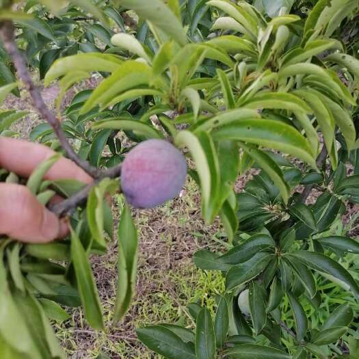 威远县脆红李