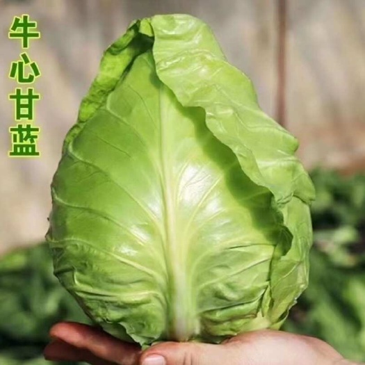 山西朔州新鲜牛心甘蓝优质包菜现摘现发应县直供可供加工厂电商货