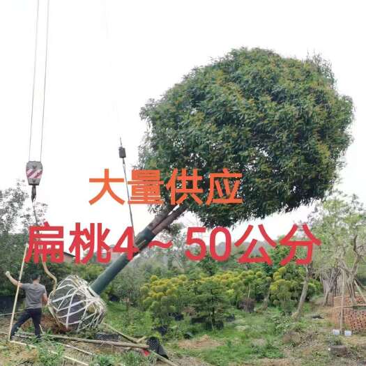 南宁扁桃4~50公分大量供应中