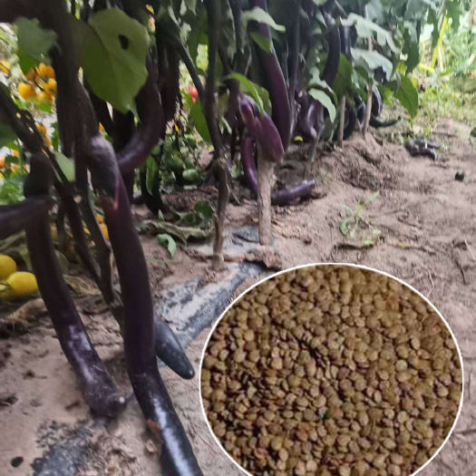 高台县特长茄种子，茄子种子