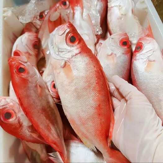 北海海鲜海鱼红目鲢鱼大眼鸡鱼烧烤摊专用
