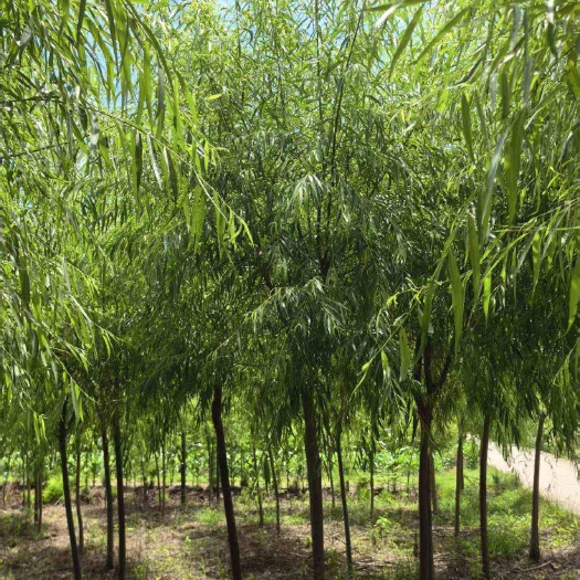 柳树垂柳金丝垂柳
