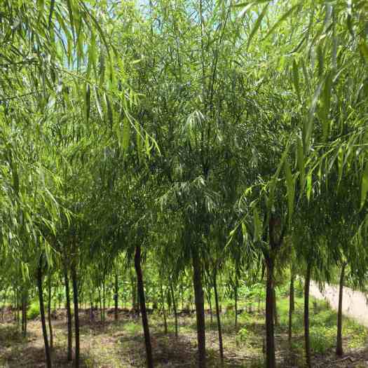 郴州柳树垂柳金丝垂柳