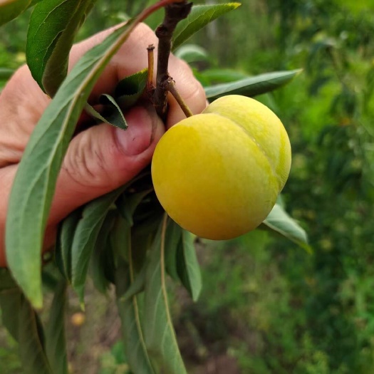 威远县蜂糖李