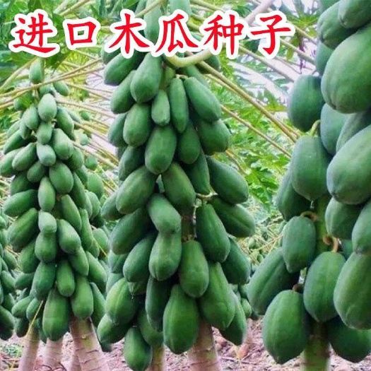 邵东市海南冰糖木瓜种子水果种子红妃矮珠型木瓜种红心牛奶木瓜种籽