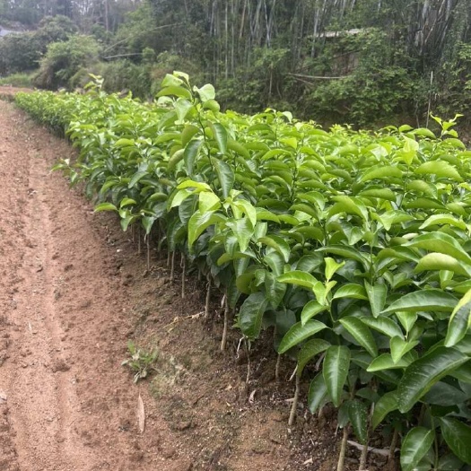 灵山县优质沙糖桔苗
