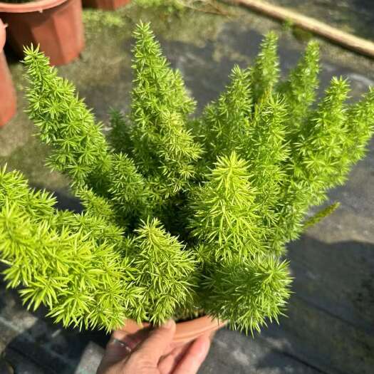 肇庆直立狐尾天门冬
