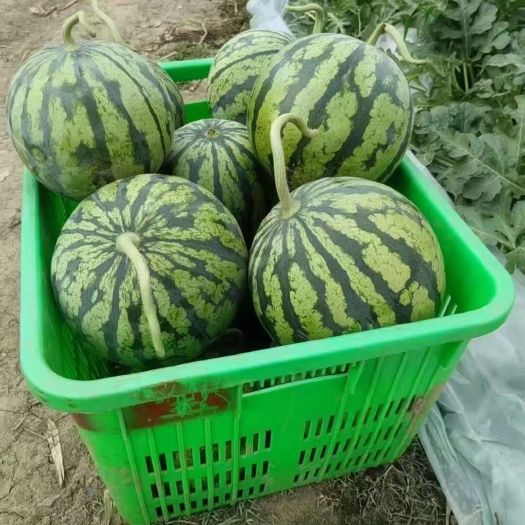 各种西瓜大量上市