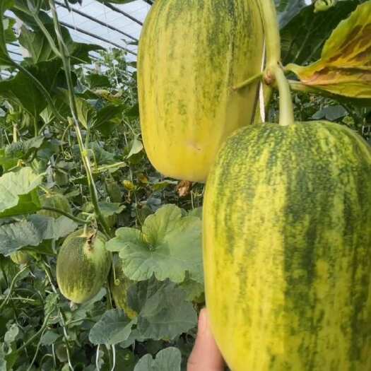 高密市潍坊高密头茬星甜金冠，博洋9系列脆瓜