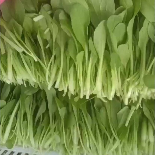 鸡毛菜 草头