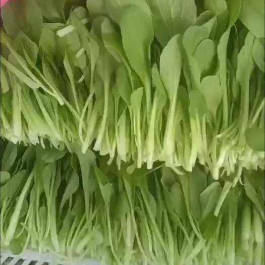 靖江市鸡毛菜 草头
