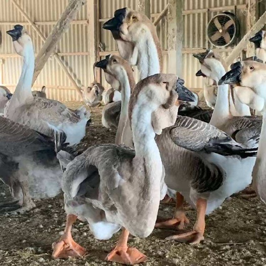沭阳县正宗纯种狮头鹅