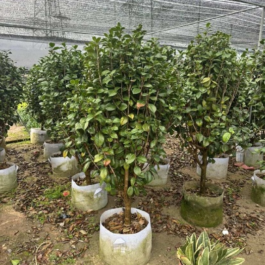 茶花 山茶花 袋苗 移植苗 出售 福建 批发