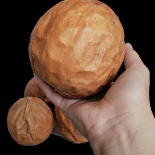 野生瓜蒌栝楼整个个子