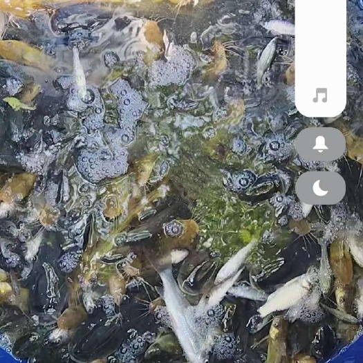 广州土鲮