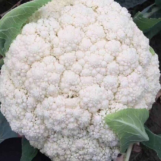 邯郸河北邯郸经济开发区特产有几菜花