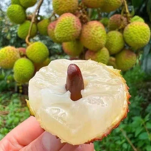 【顺丰冷链包邮】广东妃子笑荔枝肉厚核小爽甜多汁新鲜现摘现发