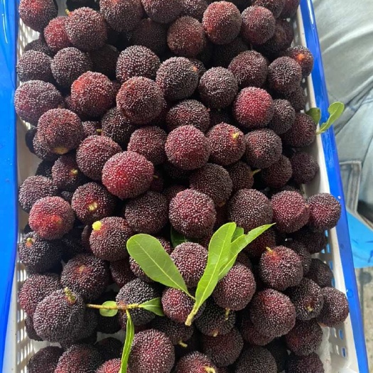 硬丝杨梅大量上市日供3-5千斤